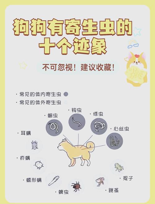 狗狗寄生虫怎么去除,狗狗寄生虫病怎么治疗-第3张图片-后鲨宠物 狗狗寄生虫怎么去除,狗狗寄生虫病怎么治疗-第3张图片-后鲨宠物