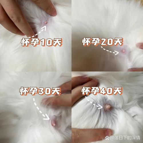 猫咪多大可以怀孕_猫咪多大可以怀孕生孩子-第6张图片-后鲨宠物 猫咪多大可以怀孕_猫咪多大可以怀孕生孩子-第6张图片-后鲨宠物