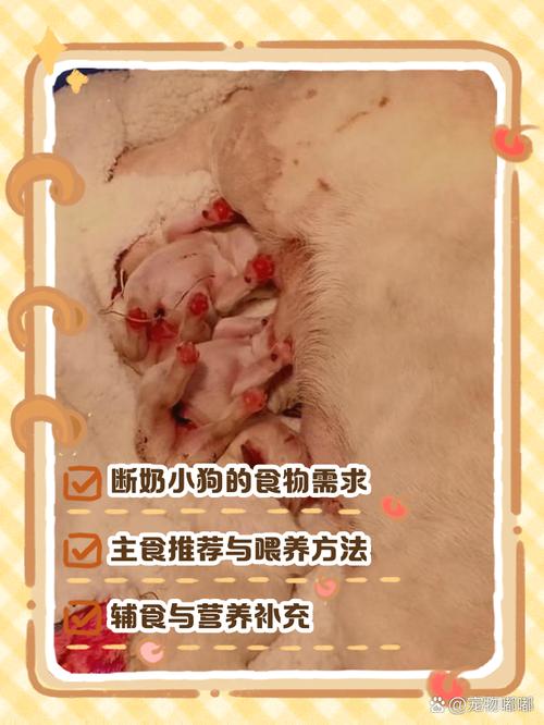 一个月的狗狗吃什么_一个月的狗狗吃什么好-第6张图片-后鲨宠物 一个月的狗狗吃什么_一个月的狗狗吃什么好-第6张图片-后鲨宠物