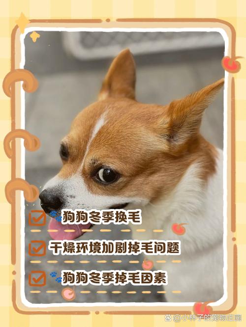 狗狗冬天掉毛吗_狗狗冬天掉毛厉害吗-第1张图片-后鲨宠物 狗狗冬天掉毛吗_狗狗冬天掉毛厉害吗-第1张图片-后鲨宠物