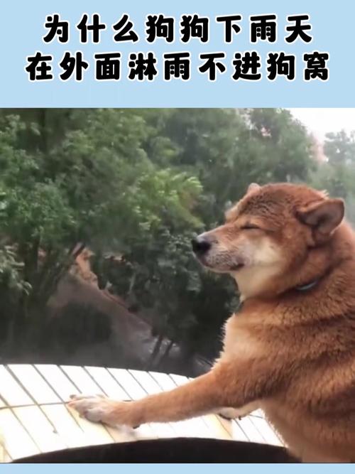 狗狗可以淋雨吗，幼犬能不能淋雨？-第1张图片-后鲨宠物