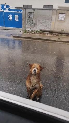 狗狗可以淋雨吗，幼犬能不能淋雨？-第3张图片-后鲨宠物