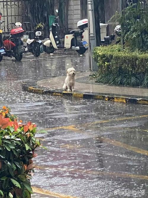 狗狗可以淋雨吗，幼犬能不能淋雨？-第4张图片-后鲨宠物