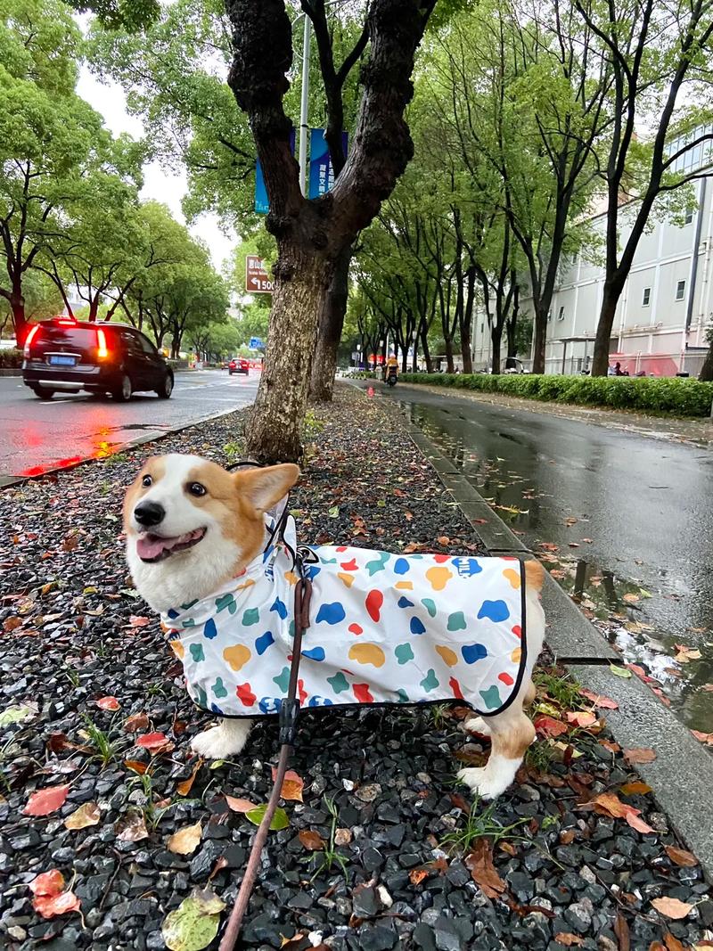狗狗可以淋雨吗，幼犬能不能淋雨？-第5张图片-后鲨宠物