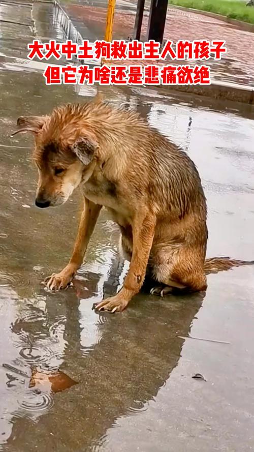 狗狗可以淋雨吗，幼犬能不能淋雨？-第6张图片-后鲨宠物
