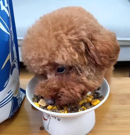 狗狗可以吃黑米粥吗_狗狗可以吃黑米吗?-第4张图片-后鲨宠物 狗狗可以吃黑米粥吗_狗狗可以吃黑米吗?-第4张图片-后鲨宠物