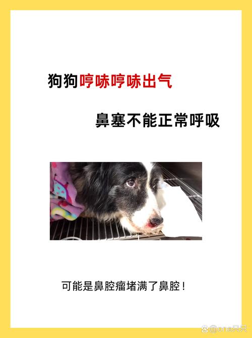 狗狗鼻塞是什么症状,狗狗鼻塞怎么办-第1张图片-后鲨宠物 狗狗鼻塞是什么症状,狗狗鼻塞怎么办-第1张图片-后鲨宠物