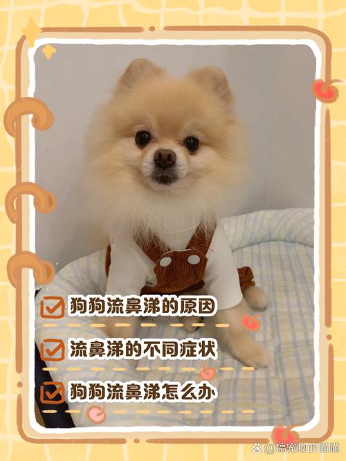 狗狗鼻塞是什么症状,狗狗鼻塞怎么办-第5张图片-后鲨宠物 狗狗鼻塞是什么症状,狗狗鼻塞怎么办-第5张图片-后鲨宠物