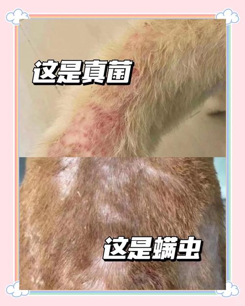 狗狗身上螨虫怎么治_狗狗身上螨虫怎么办-第2张图片-后鲨宠物 狗狗身上螨虫怎么治_狗狗身上螨虫怎么办-第2张图片-后鲨宠物