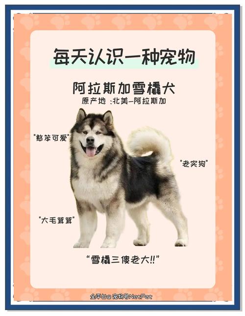 狗狗得了肠炎怎么办_狗狗得了肠炎怎么办吃什么药-第3张图片-后鲨宠物 狗狗得了肠炎怎么办_狗狗得了肠炎怎么办吃什么药-第3张图片-后鲨宠物