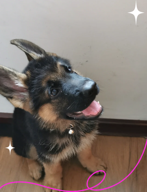 3个月狗狗怎么喂养,三个月狗狗怎么喂狗粮?-第1张图片-后鲨宠物 3个月狗狗怎么喂养,三个月狗狗怎么喂狗粮?-第1张图片-后鲨宠物