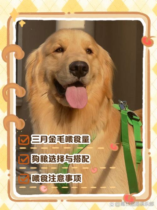 3个月狗狗怎么喂养,三个月狗狗怎么喂狗粮?-第3张图片-后鲨宠物 3个月狗狗怎么喂养,三个月狗狗怎么喂狗粮?-第3张图片-后鲨宠物