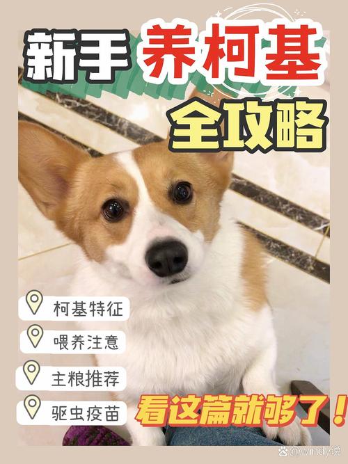 3个月狗狗怎么喂养,三个月狗狗怎么喂狗粮?-第4张图片-后鲨宠物 3个月狗狗怎么喂养,三个月狗狗怎么喂狗粮?-第4张图片-后鲨宠物