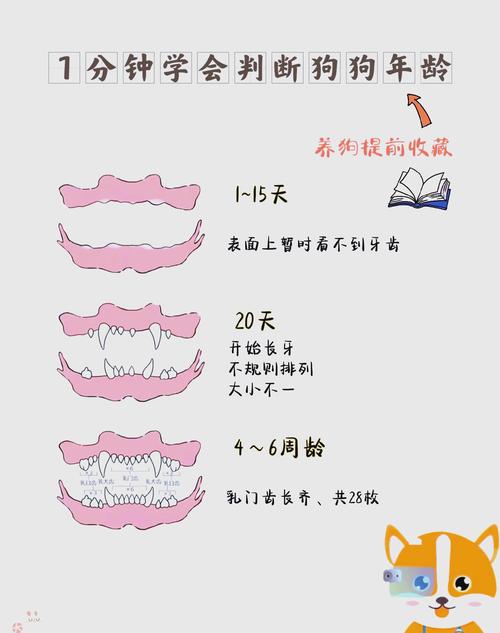 怎样判断狗狗年龄,这样判断狗狗的年龄?-第4张图片-后鲨宠物 怎样判断狗狗年龄,这样判断狗狗的年龄?-第4张图片-后鲨宠物