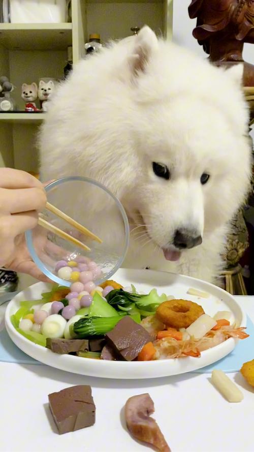 狗狗能吃蛋炒饭吗_小狗可不可以吃蛋炒饭-第1张图片-后鲨宠物 狗狗能吃蛋炒饭吗_小狗可不可以吃蛋炒饭-第1张图片-后鲨宠物