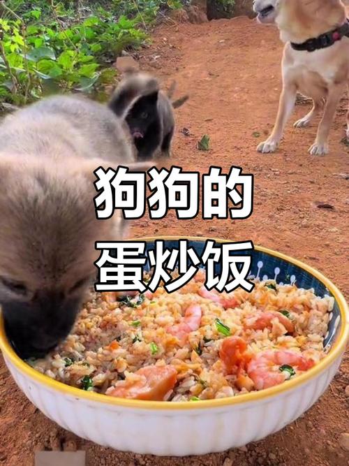 狗狗能吃蛋炒饭吗_小狗可不可以吃蛋炒饭-第2张图片-后鲨宠物 狗狗能吃蛋炒饭吗_小狗可不可以吃蛋炒饭-第2张图片-后鲨宠物