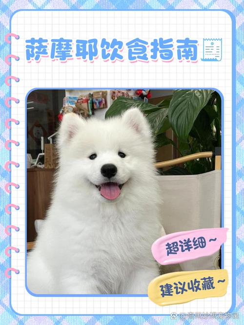 狗狗能吃蛋炒饭吗_小狗可不可以吃蛋炒饭-第6张图片-后鲨宠物 狗狗能吃蛋炒饭吗_小狗可不可以吃蛋炒饭-第6张图片-后鲨宠物