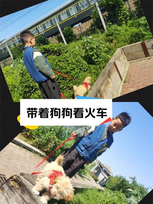 可以带狗狗上火车吗_能带狗狗坐火车回家吗-第1张图片-后鲨宠物 可以带狗狗上火车吗_能带狗狗坐火车回家吗-第1张图片-后鲨宠物
