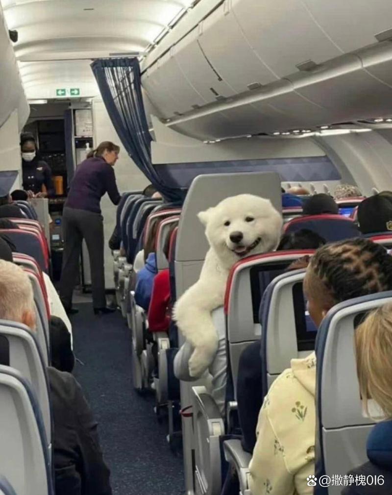 可以带狗狗上火车吗_能带狗狗坐火车回家吗-第4张图片-后鲨宠物 可以带狗狗上火车吗_能带狗狗坐火车回家吗-第4张图片-后鲨宠物