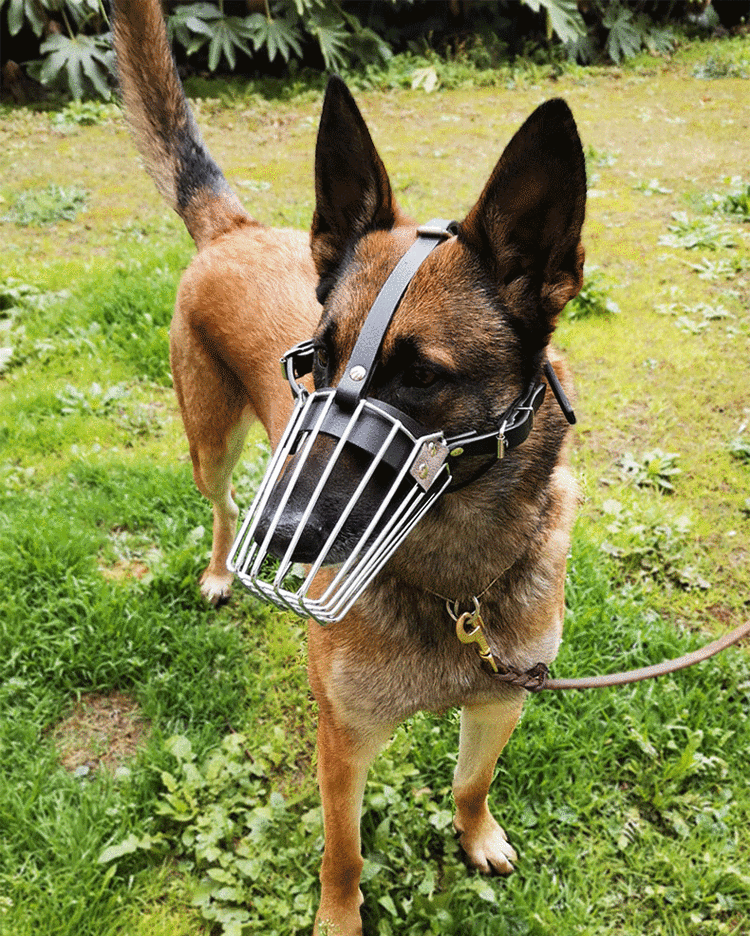 给狗狗带嘴套好吗,给狗带的嘴套?-第1张图片-后鲨宠物 给狗狗带嘴套好吗,给狗带的嘴套?-第1张图片-后鲨宠物