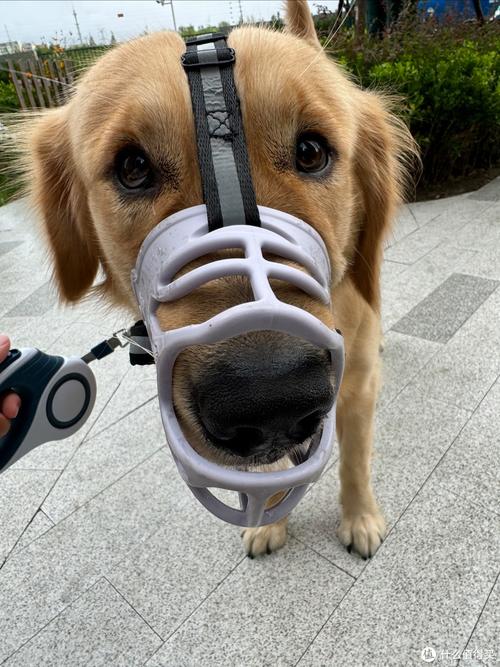 给狗狗带嘴套好吗,给狗带的嘴套?-第4张图片-后鲨宠物 给狗狗带嘴套好吗,给狗带的嘴套?-第4张图片-后鲨宠物