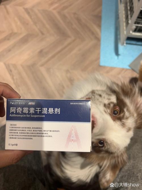  狗狗咳嗽有痰吃什么药，狗咳嗽有痰了是否要好了-第2张图片-后鲨宠物