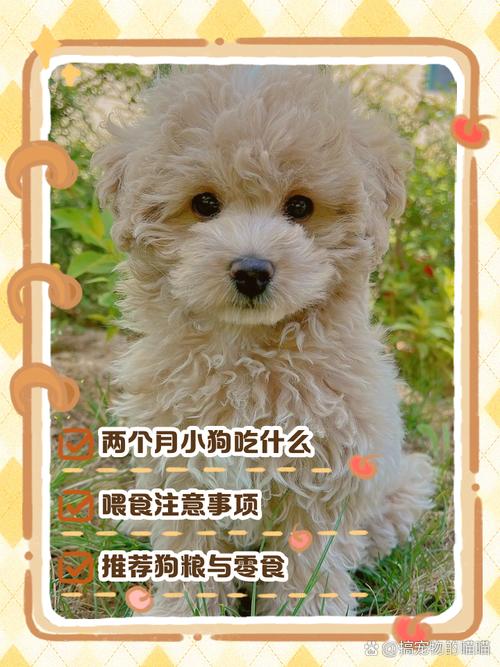 狗狗能吃蒸鸡蛋吗_狗可以吃蒸的鸡蛋羹吗-第3张图片-后鲨宠物 狗狗能吃蒸鸡蛋吗_狗可以吃蒸的鸡蛋羹吗-第3张图片-后鲨宠物