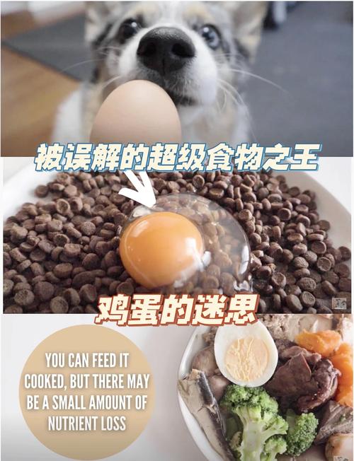 狗狗能吃蒸鸡蛋吗_狗可以吃蒸的鸡蛋羹吗-第4张图片-后鲨宠物 狗狗能吃蒸鸡蛋吗_狗可以吃蒸的鸡蛋羹吗-第4张图片-后鲨宠物
