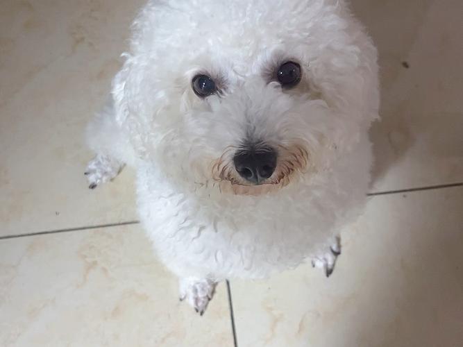 小狗狗可以吃苹果吗,狗狗可以吃苹果吗吗?-第2张图片-后鲨宠物 小狗狗可以吃苹果吗,狗狗可以吃苹果吗吗?-第2张图片-后鲨宠物