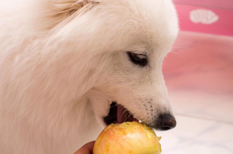 小狗狗可以吃苹果吗,狗狗可以吃苹果吗吗?-第3张图片-后鲨宠物 小狗狗可以吃苹果吗,狗狗可以吃苹果吗吗?-第3张图片-后鲨宠物