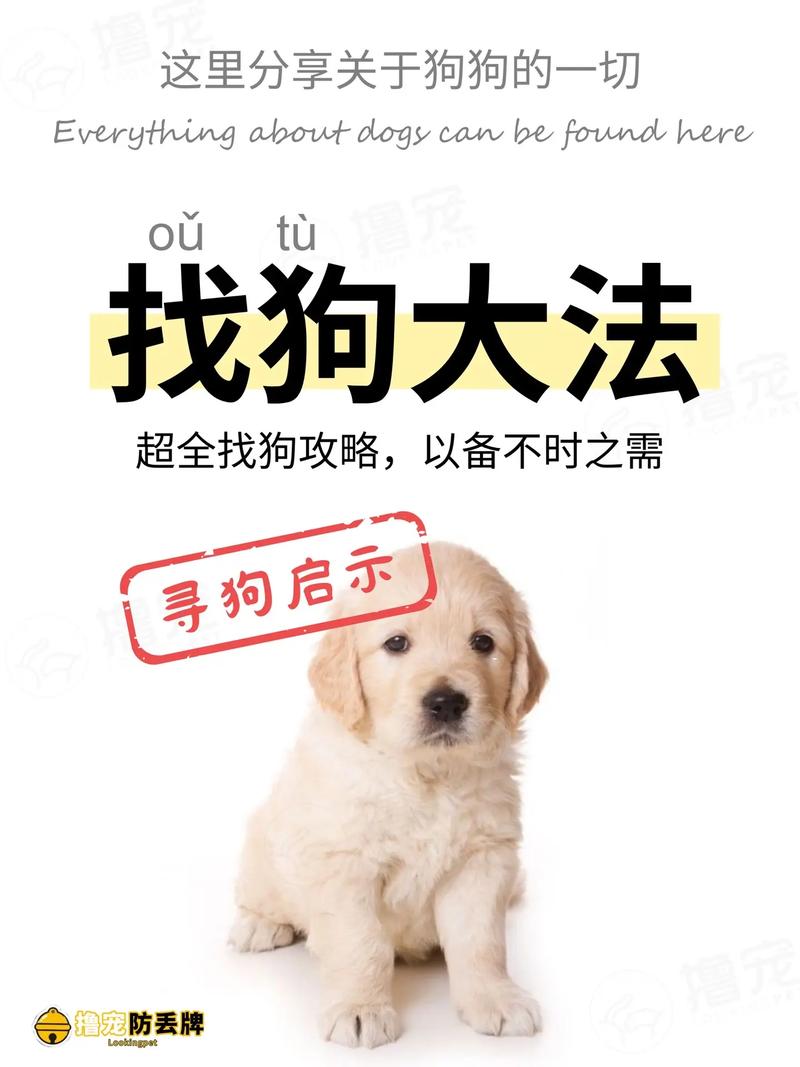 狗狗掉了怎么找回来,找狗最灵三个咒?-第4张图片-后鲨宠物 狗狗掉了怎么找回来,找狗最灵三个咒?-第4张图片-后鲨宠物
