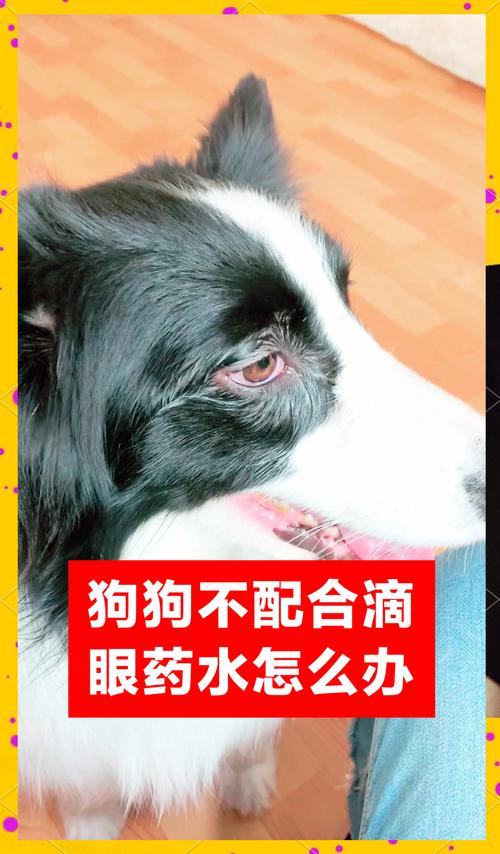 狗狗不让滴眼药水怎么办_狗子不让滴眼药水-第2张图片-后鲨宠物 狗狗不让滴眼药水怎么办_狗子不让滴眼药水-第2张图片-后鲨宠物
