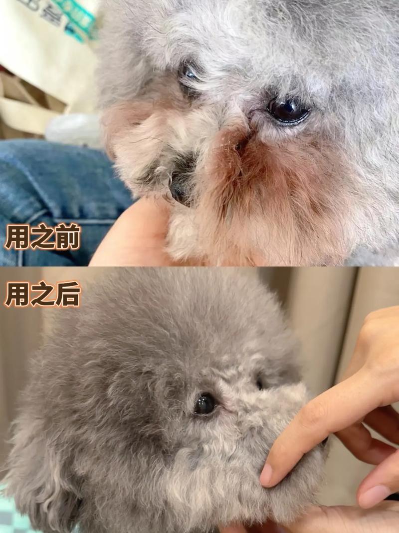 狗狗不让滴眼药水怎么办_狗子不让滴眼药水-第6张图片-后鲨宠物 狗狗不让滴眼药水怎么办_狗子不让滴眼药水-第6张图片-后鲨宠物