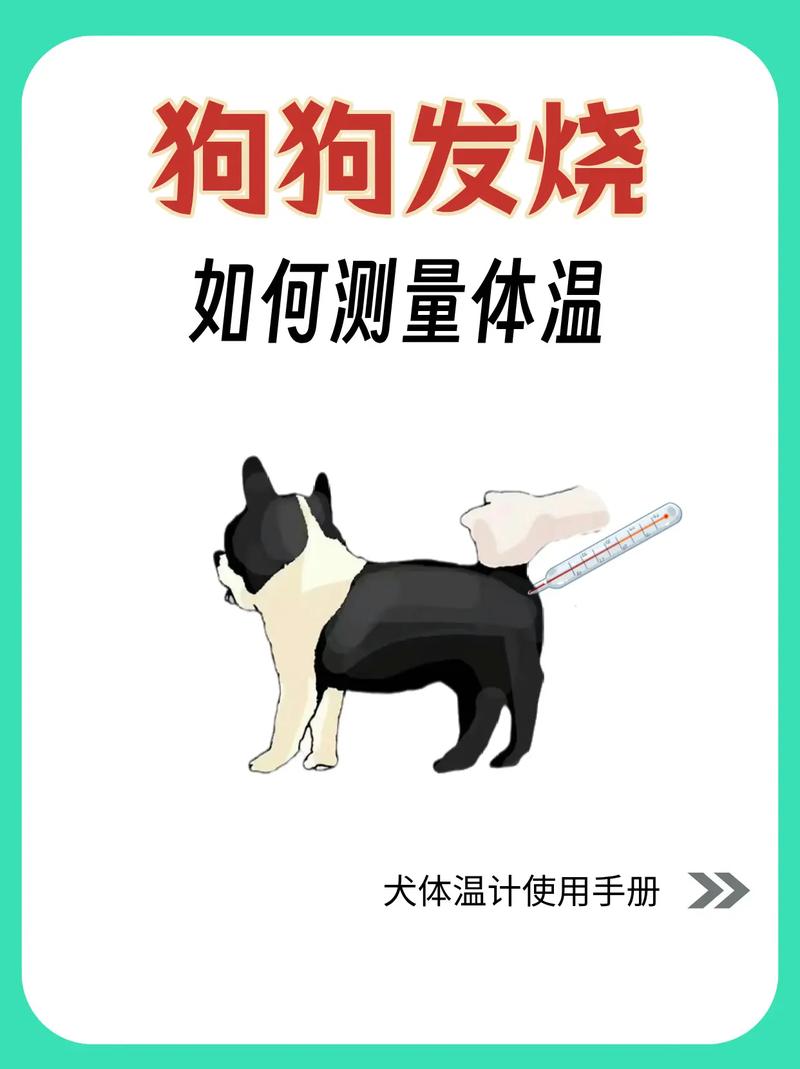 狗狗如何测量体温,狗狗如何测量体温最准确-第1张图片-后鲨宠物 狗狗如何测量体温,狗狗如何测量体温最准确-第1张图片-后鲨宠物