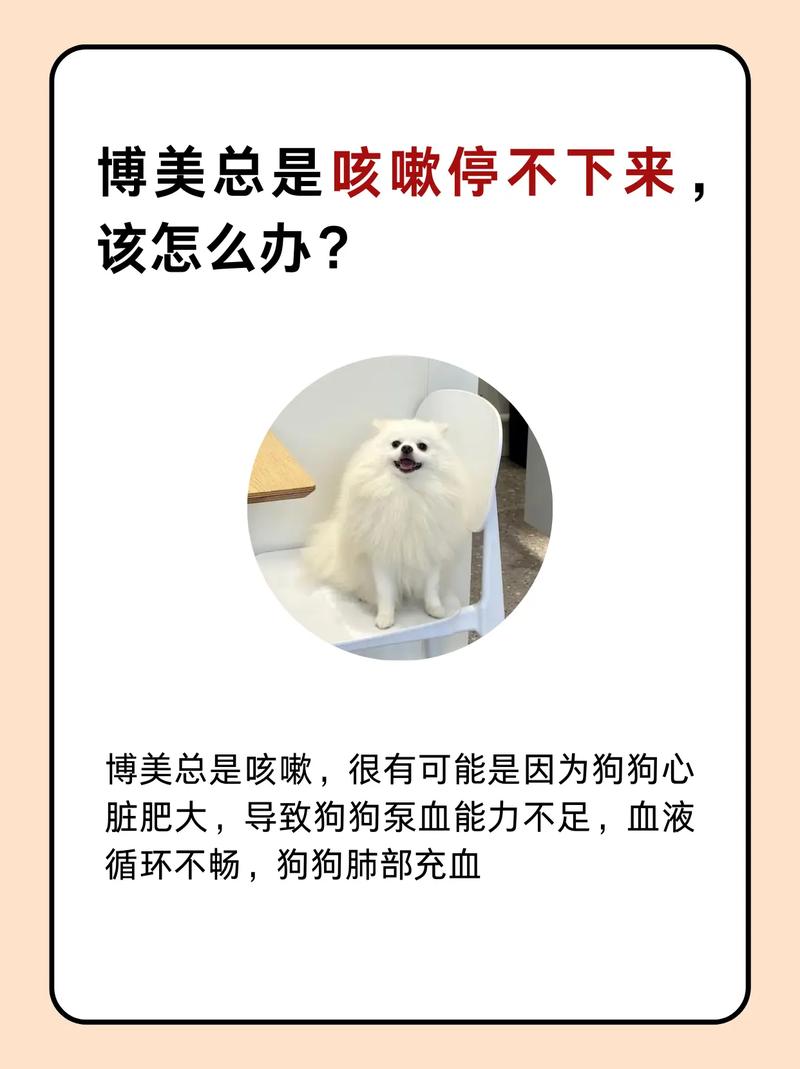 博美狗狗咳嗽怎么办,博美狗一直咳嗽怎么办?-第2张图片-后鲨宠物 博美狗狗咳嗽怎么办,博美狗一直咳嗽怎么办?-第2张图片-后鲨宠物