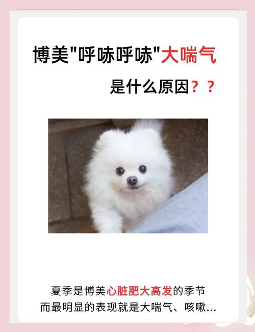 博美狗狗咳嗽怎么办,博美狗一直咳嗽怎么办?-第5张图片-后鲨宠物 博美狗狗咳嗽怎么办,博美狗一直咳嗽怎么办?-第5张图片-后鲨宠物