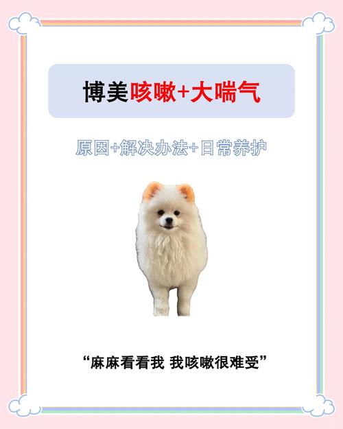 博美狗狗咳嗽怎么办,博美狗一直咳嗽怎么办?-第6张图片-后鲨宠物 博美狗狗咳嗽怎么办,博美狗一直咳嗽怎么办?-第6张图片-后鲨宠物