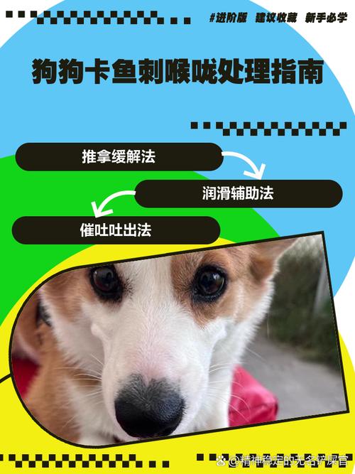 狗狗被鱼刺卡住了怎么办,狗狗如果被鱼刺卡住是什么现像?-第5张图片-后鲨宠物 狗狗被鱼刺卡住了怎么办,狗狗如果被鱼刺卡住是什么现像?-第5张图片-后鲨宠物