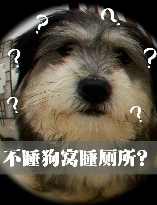 怎样训练狗狗睡狗窝,怎样教狗睡窝-第2张图片-后鲨宠物 怎样训练狗狗睡狗窝,怎样教狗睡窝-第2张图片-后鲨宠物