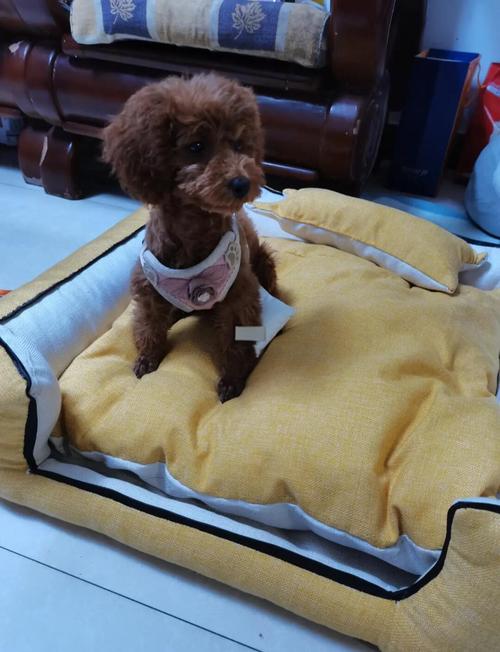 怎样训练狗狗睡狗窝,怎样教狗睡窝-第5张图片-后鲨宠物 怎样训练狗狗睡狗窝,怎样教狗睡窝-第5张图片-后鲨宠物