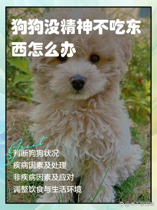  狗狗不吃东西是怎么回事，狗狗不吃东西是什么原因分析-第5张图片-后鲨宠物