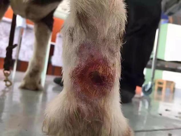 狗狗伤口化脓怎么办_狗狗伤口化脓用什么药好得快-第1张图片-后鲨宠物 狗狗伤口化脓怎么办_狗狗伤口化脓用什么药好得快-第1张图片-后鲨宠物