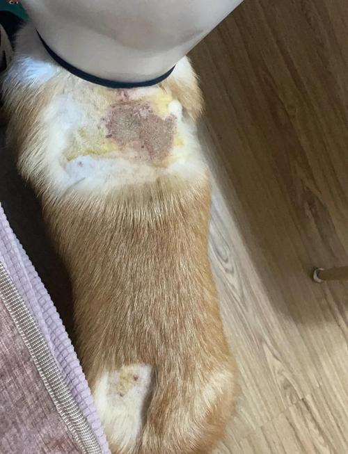 狗狗伤口化脓怎么办_狗狗伤口化脓用什么药好得快-第2张图片-后鲨宠物 狗狗伤口化脓怎么办_狗狗伤口化脓用什么药好得快-第2张图片-后鲨宠物