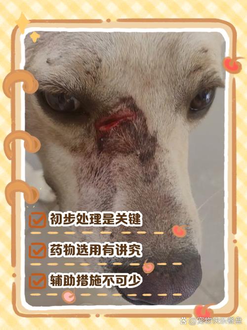 狗狗伤口化脓怎么办_狗狗伤口化脓用什么药好得快-第5张图片-后鲨宠物 狗狗伤口化脓怎么办_狗狗伤口化脓用什么药好得快-第5张图片-后鲨宠物