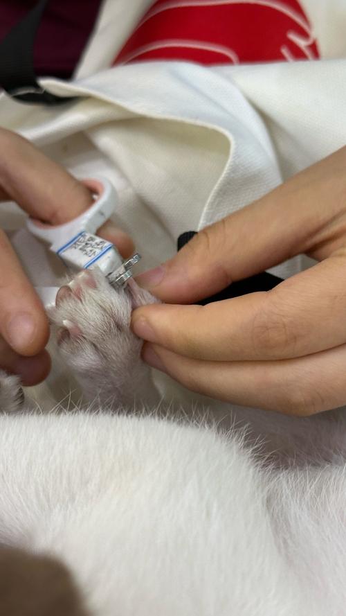 狗狗怀孕可以打疫苗吗,狗狗怀孕了可以打预防针吗?-第2张图片-后鲨宠物 狗狗怀孕可以打疫苗吗,狗狗怀孕了可以打预防针吗?-第2张图片-后鲨宠物