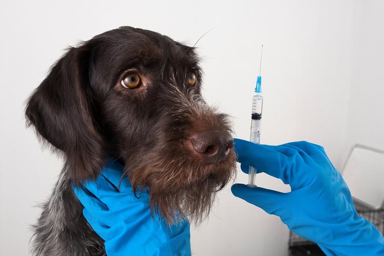 狗狗怀孕可以打疫苗吗,狗狗怀孕了可以打预防针吗?-第3张图片-后鲨宠物 狗狗怀孕可以打疫苗吗,狗狗怀孕了可以打预防针吗?-第3张图片-后鲨宠物