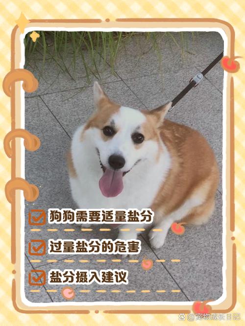 狗狗能吃咸的吗,狗狗可不可以吃咸的-第1张图片-后鲨宠物 狗狗能吃咸的吗,狗狗可不可以吃咸的-第1张图片-后鲨宠物