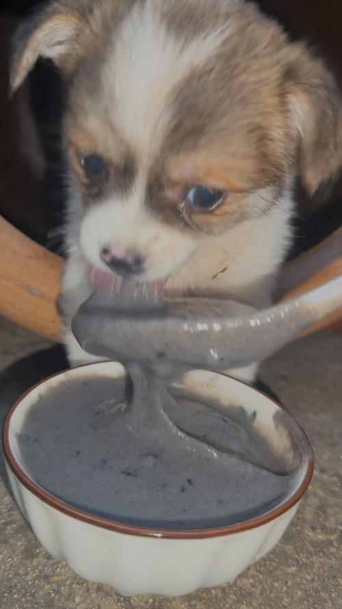 狗狗可以喝黑芝麻糊吗_狗狗能喝黑芝麻糊么-第2张图片-后鲨宠物 狗狗可以喝黑芝麻糊吗_狗狗能喝黑芝麻糊么-第2张图片-后鲨宠物