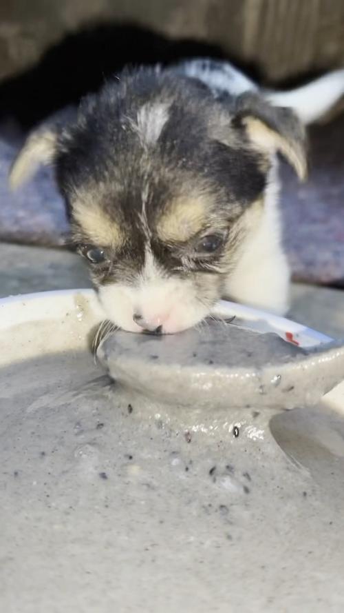 狗狗可以喝黑芝麻糊吗_狗狗能喝黑芝麻糊么-第4张图片-后鲨宠物 狗狗可以喝黑芝麻糊吗_狗狗能喝黑芝麻糊么-第4张图片-后鲨宠物