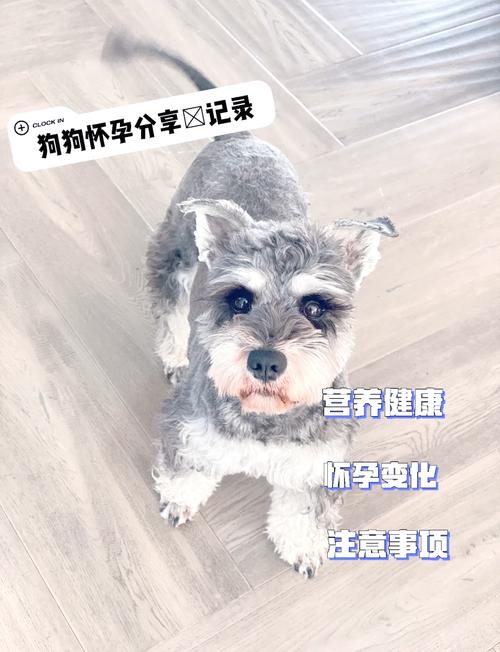 怎么看出狗狗有没有怀孕_怎么才能看出狗狗有没有怀孕-第5张图片-后鲨宠物 怎么看出狗狗有没有怀孕_怎么才能看出狗狗有没有怀孕-第5张图片-后鲨宠物